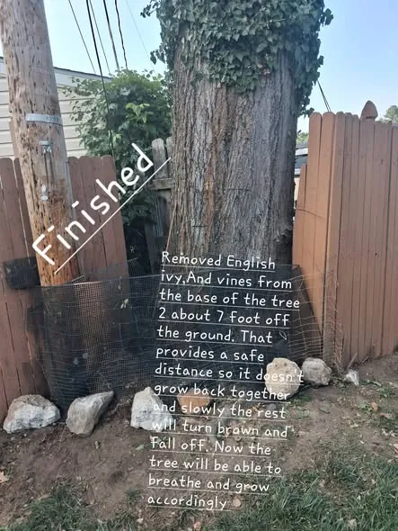 Finished tree base with English ivy removed to seven feet up the trunk.