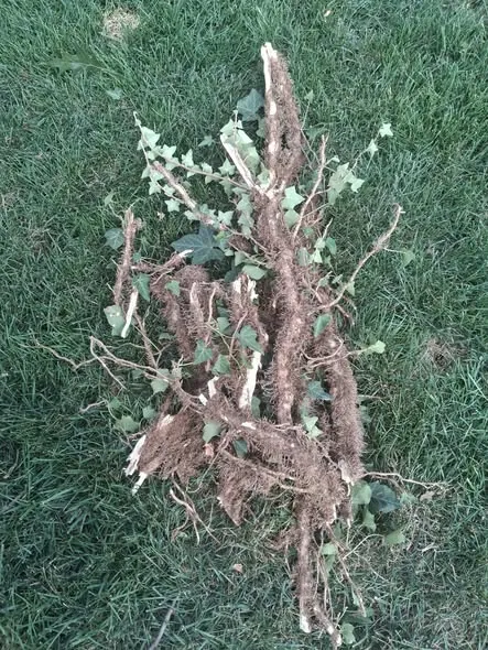 Ivy root system pulled out and laid on the lawn.