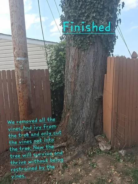 Mature tree with ivy and vines cut away from the trunk.